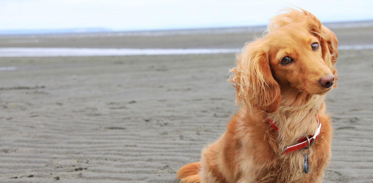 Pet General Surgery In Bellefonte, PA Willowbrook Vet