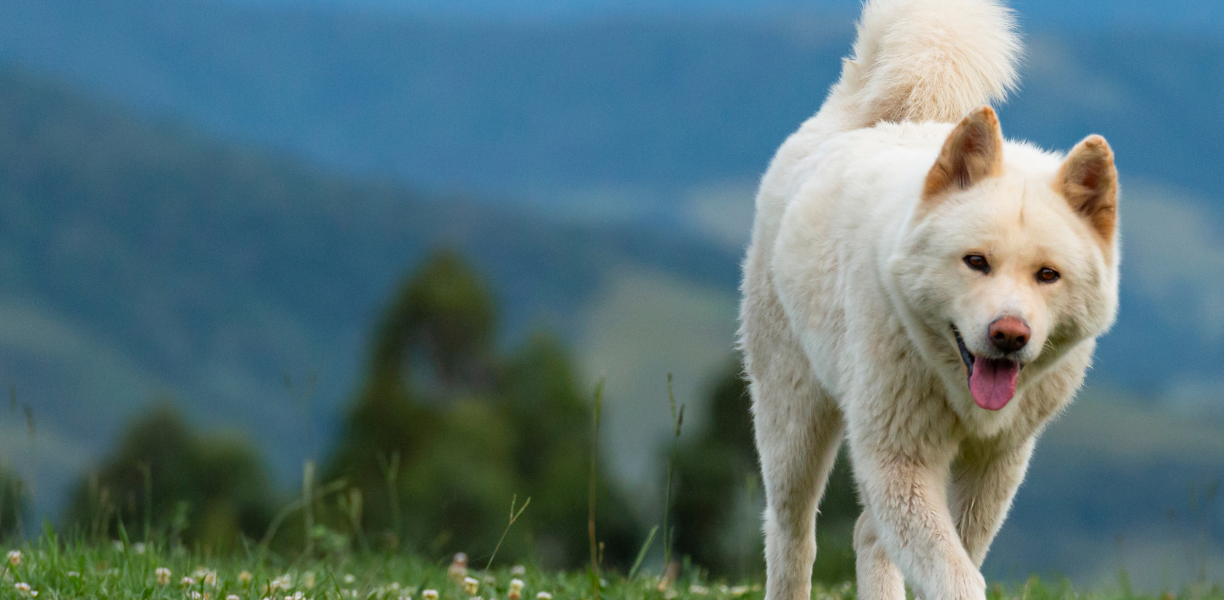 Pet Wellness Exams In Bellefonte PA Willowbrook Vet Clinic