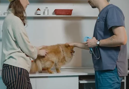 GENERAL PET SURGERY