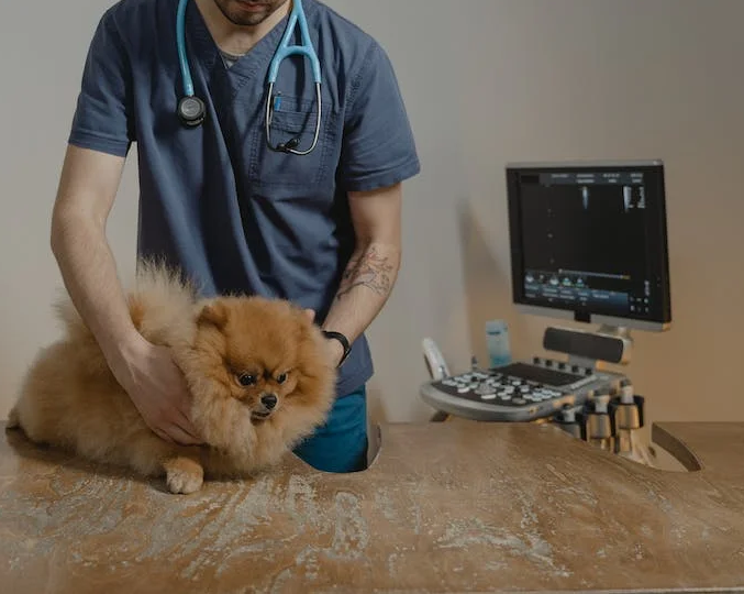 cat at vet