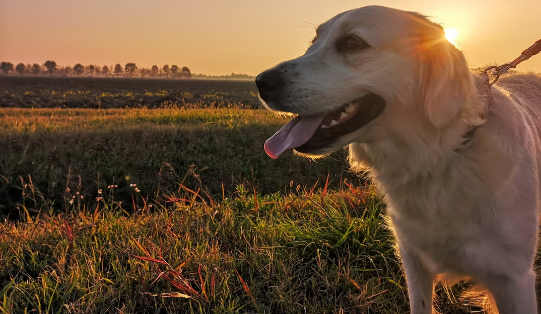 About Willowbrook Veterinary Clinic Vet In Bellefonte, PA